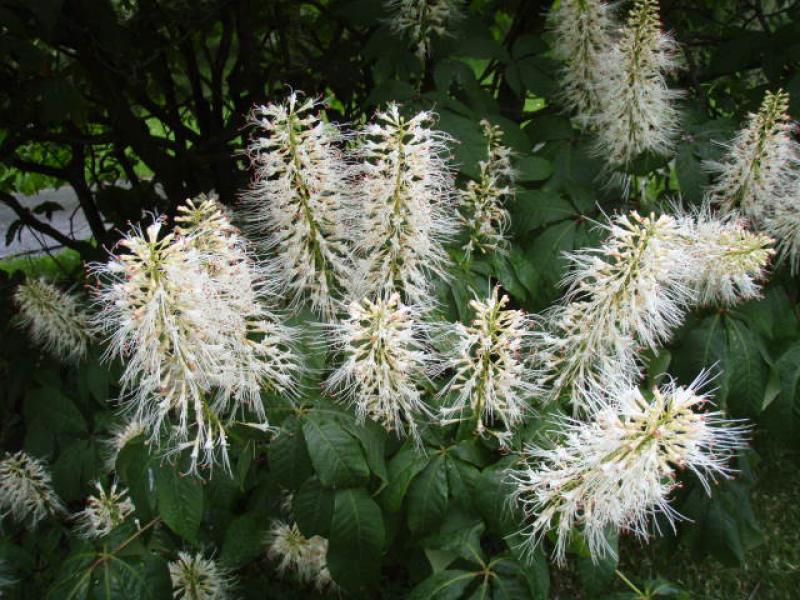 Die Strauchkastanie, Aesculus parviflora, blüht im Juli.