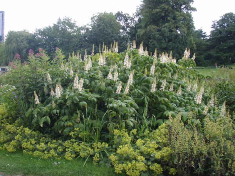 Reichblühende Strauchkastanie, Aesculus parviflora