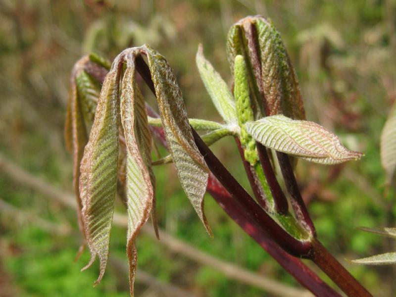 Strauchkastanie, Aesculus parviflora, im Austrieb