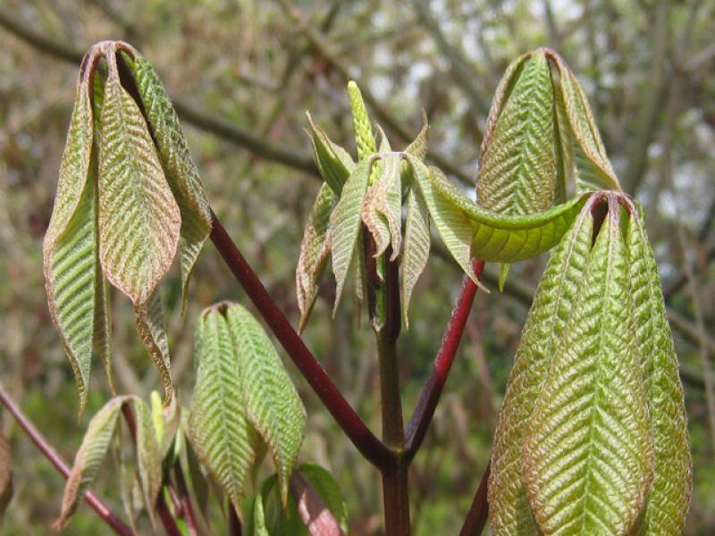 Neue Blätter der Strauchkastanie, Aesculus parviflora.