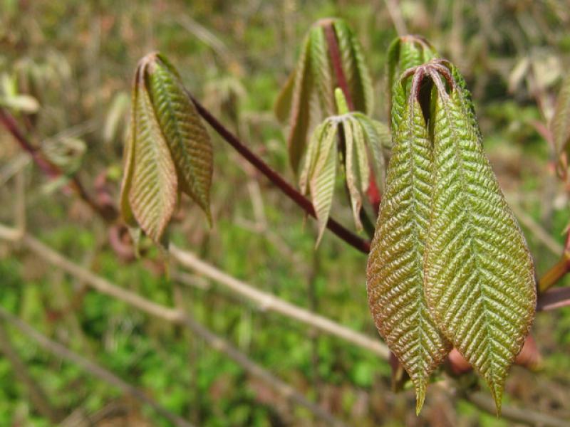 Frisch ausgetriebene Blätter der Strauchkastanie, Aesculus parviflora