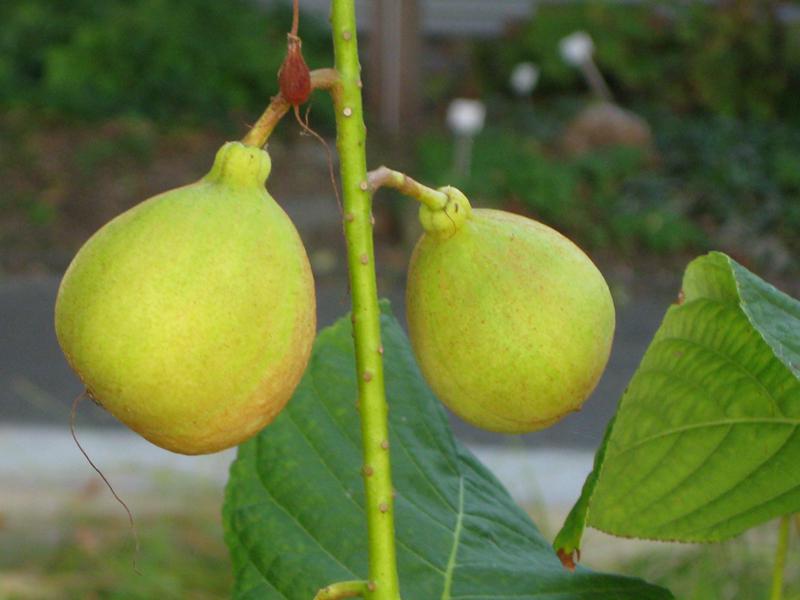 Früchte der Strauchkastanie