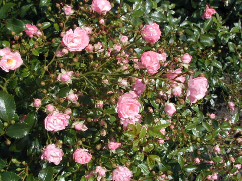 Gefüllte rosa Blüten der Rose The Fairy