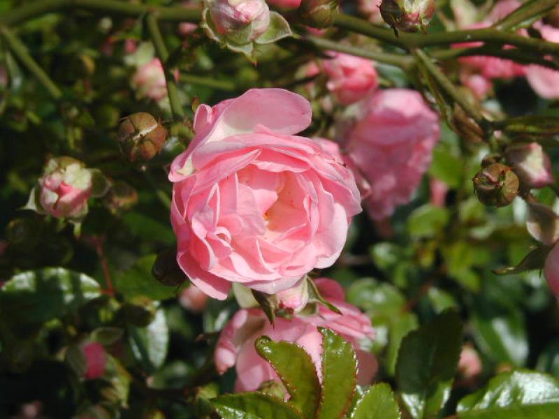 Rosa Blüte der Bodendeckerrose The Fairy