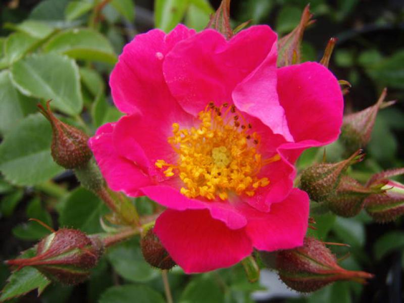 Pinke Blüten der Ramblerrose American Pillar