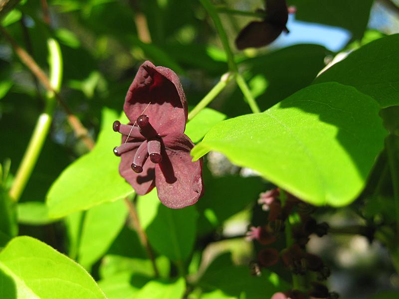 Akebia quinata