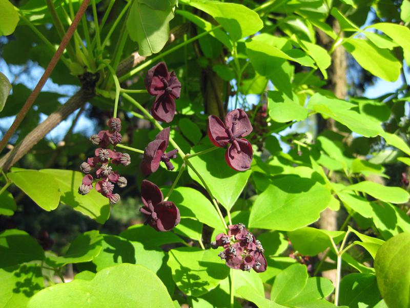 Akebia quinata