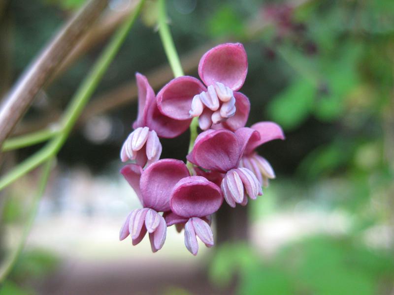 Männliche rosaviolette Blüten der Klettergurke