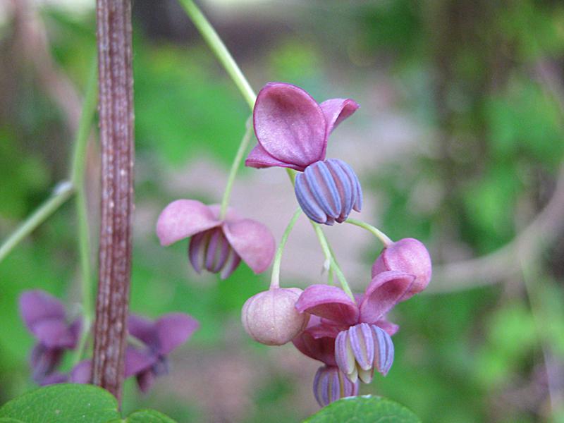 Hübsche, filigrane männliche Blüten: Klettergurke