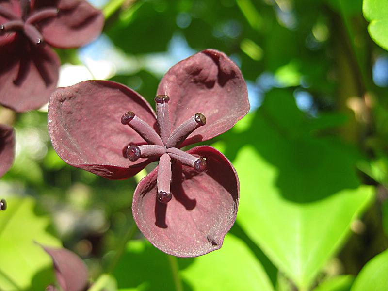 eine exotische Pflanze auch für unsere Gärten Schokoladenwein "Akebia quinata"