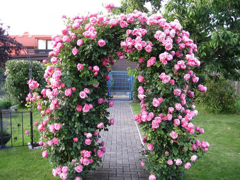 Schöner Rosenbogen mit Rosarium Uetersen