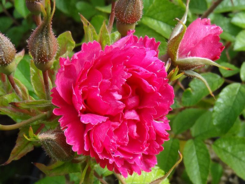 Nahaufnahme der Blüte von Rosa F. J. Grootendorst