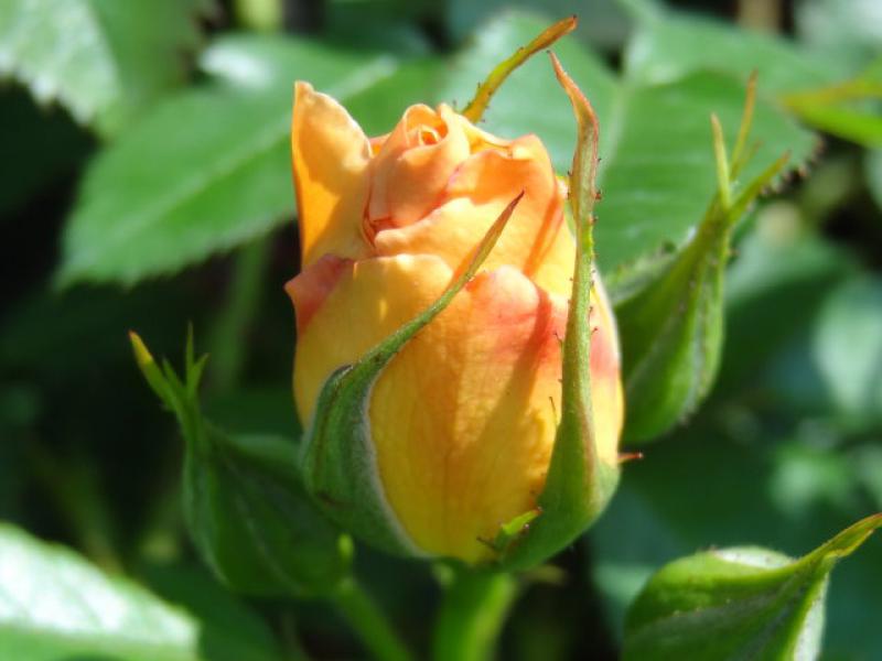 Noch geschlossene Blüte der Rosa Maigold