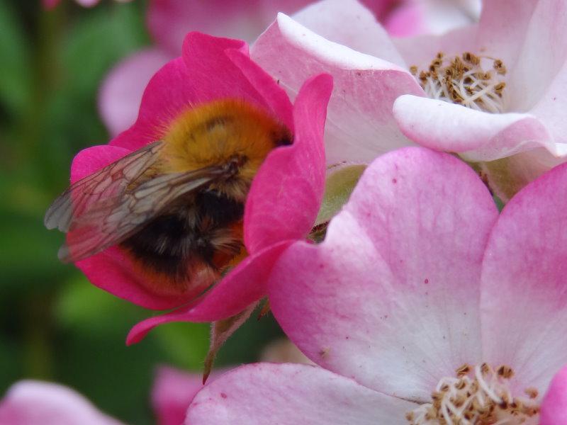 Die Rose Mozart ist auch bei Bienen und Hummeln beliebt.