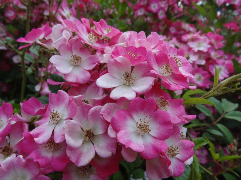 Strauchrose Mozart - rosarote Blüten