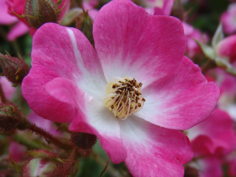 Rose Mozart - rosarote Blüte in Nahaufnahme