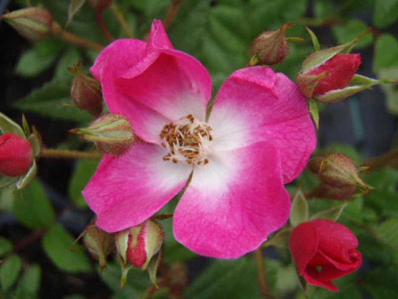 Einzelblüte der Strauchrose Mozart