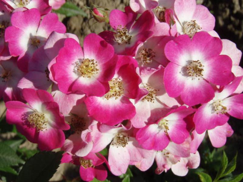 Die Park- und Strauchrose Mozart in sommerlicher Blüte