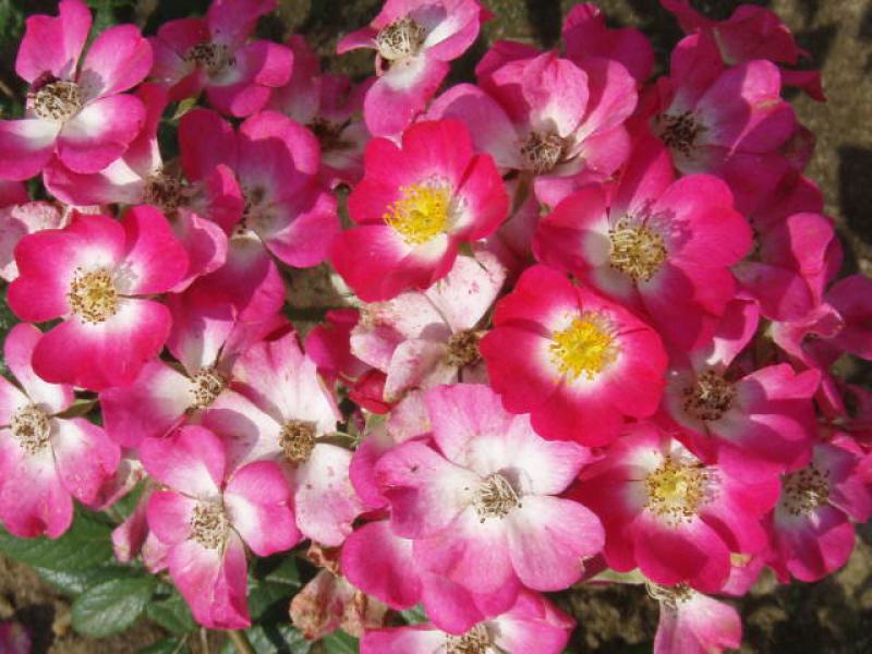 Blütenpracht der Rose Mozart