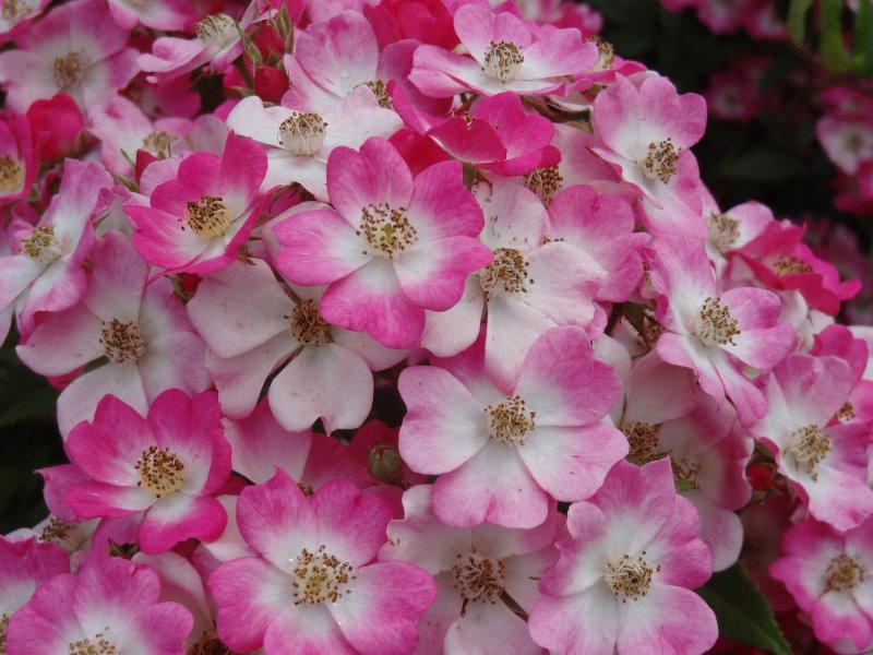 Rose Mozart - zahlreiche rosa-weiße Blüten