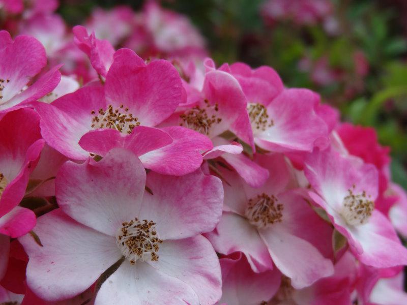 Strauchrose Mozart - hübsche pinke Blüten mit weißer Mitte