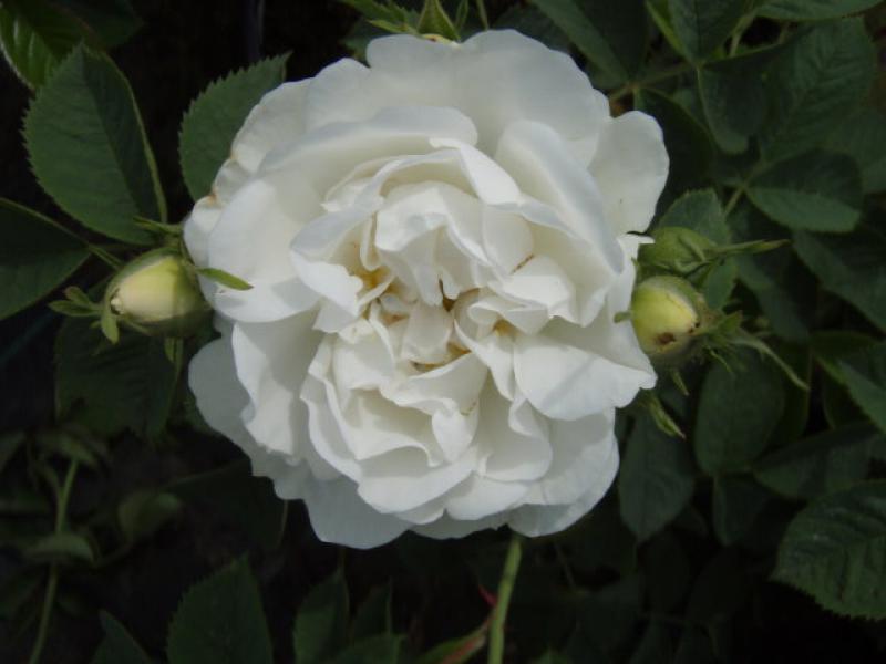 Rosa alba Suaveolens - eine gefüllte weiße Rose