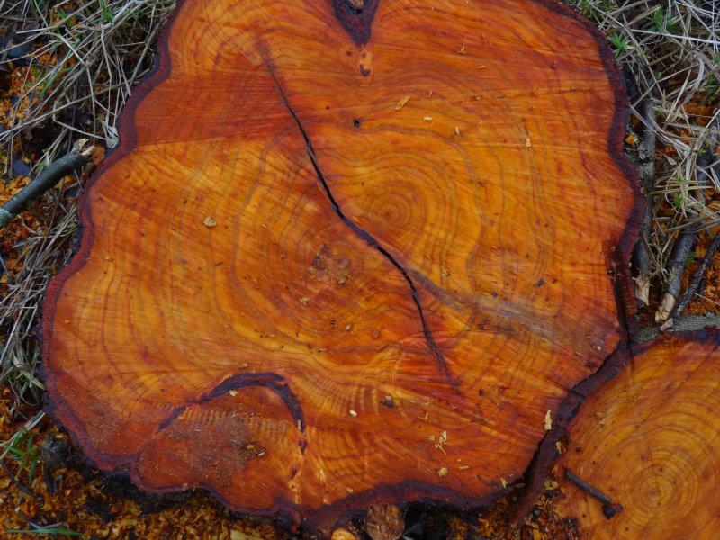 Das typische rote Holz der Roterle