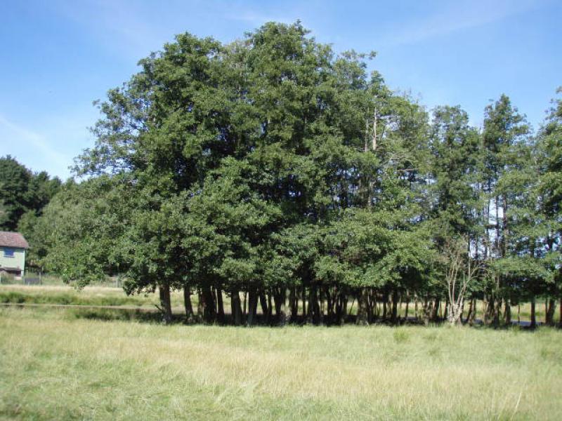 Schwarzerle oder Roterle, Alnus glutinosa