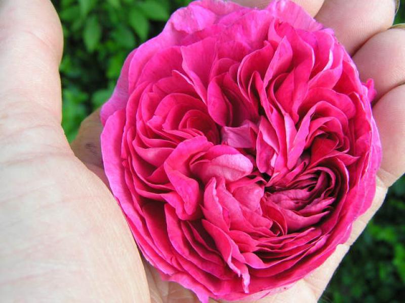 Die dunkelrosa Blüte der Rose Charles de Mills