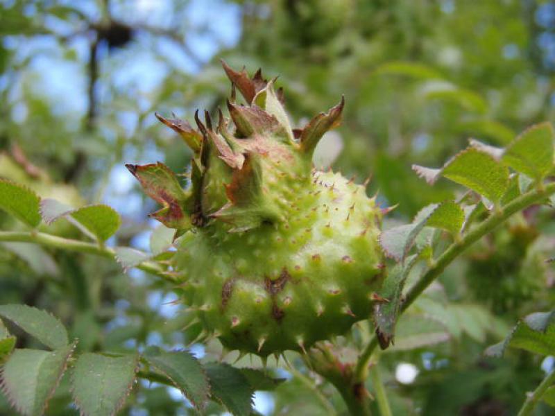 Stachelige Hagebutte der Rosa roxburghii