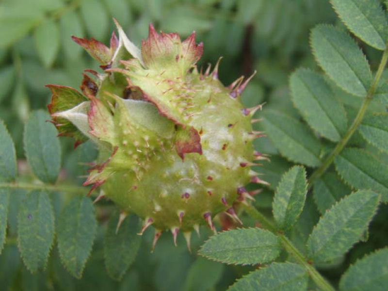 Kastanienartige, stachelige Frucht der Kastanienrose