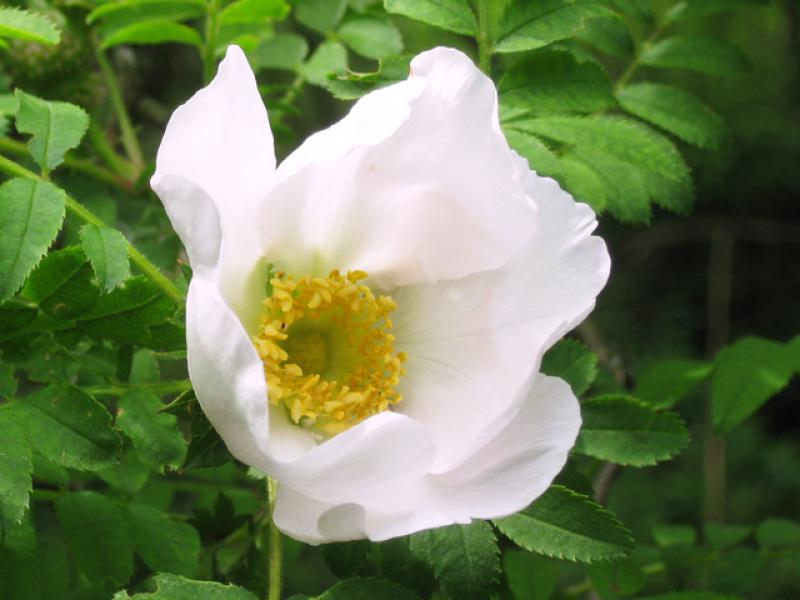 Rosa roxburghii - hellrosa Blüte