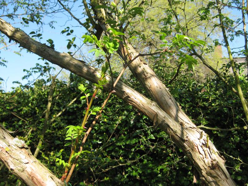 Dicke Triebe der Kastanienrose im Frühjahr