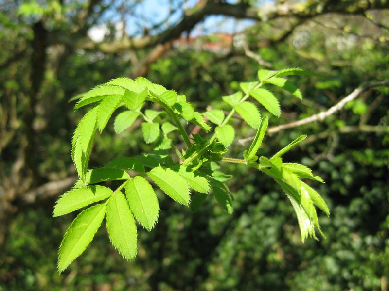 Zartgrüne junge Blätter der Kastanienrose