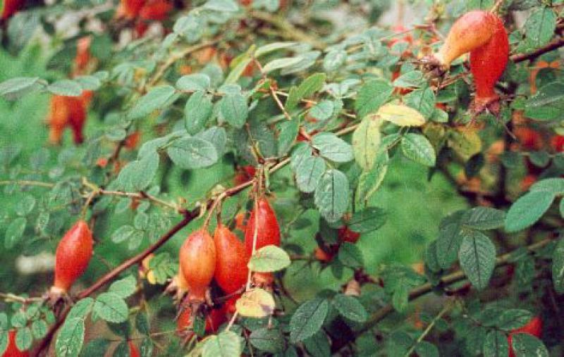 Rosa sweginzowii Macrocarpa