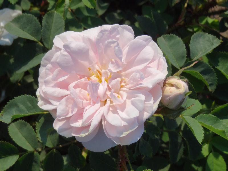 Die Knospe und Blüte der Rose Stanwell Perpetua