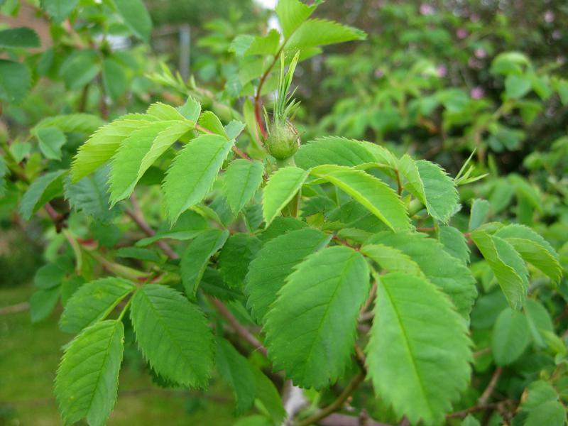 Gezahnte Blätter der Vitaminrose PiRo 3