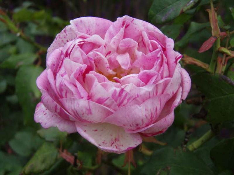 Blüte der Rosa Honorine de Brabant