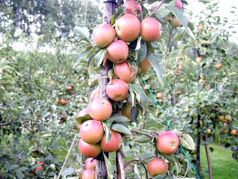 Baumschule Eggert - Blütensträucher, Baumschulen, Heckenpflanzen - Cox  Orange Renette, Apfel direkt von der Baumschule bestellen!