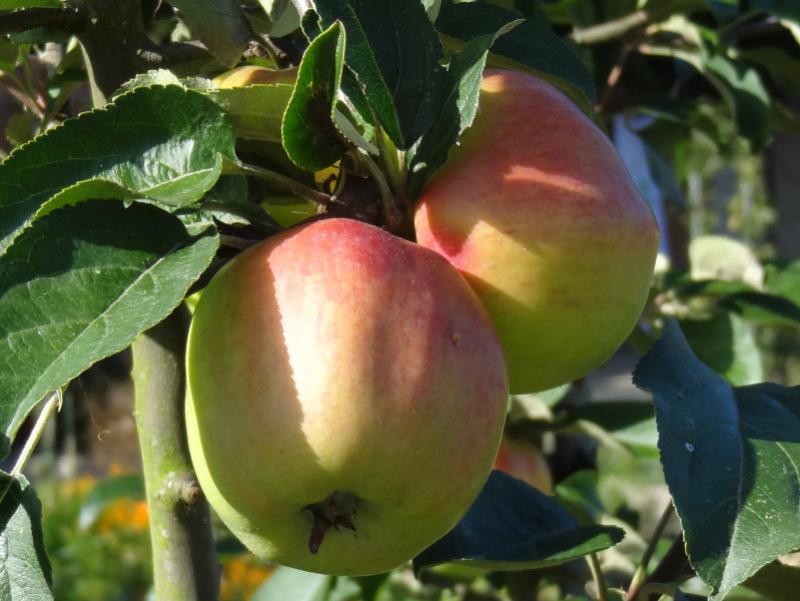 Baumschule Eggert - Blütensträucher, Baumschulen, Heckenpflanzen -  Gravensteiner, Apfel in unserem Online-Shop günstig bestellen!