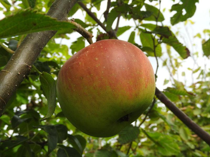 Apfel Roter Gravensteiner