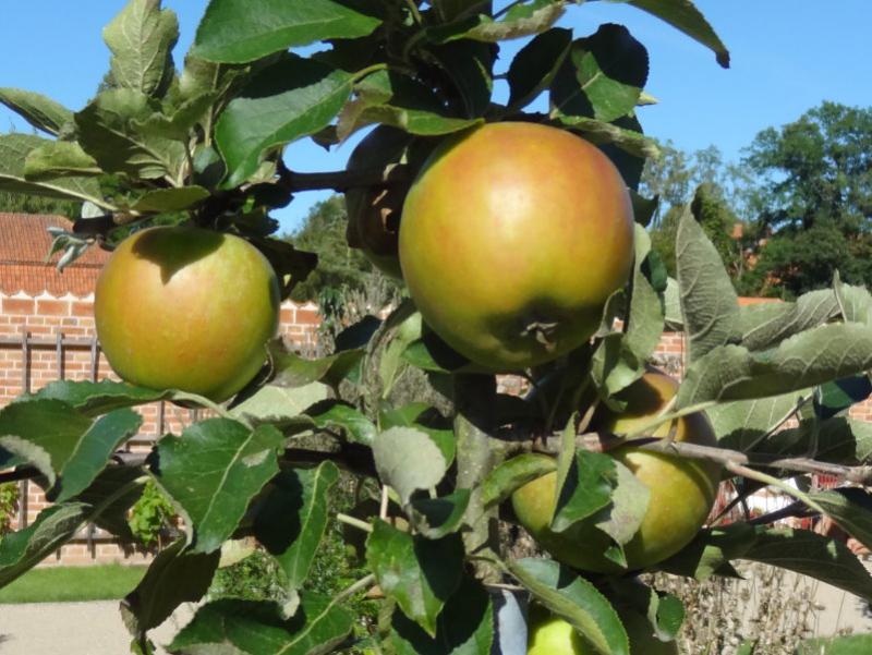 Grüngelbe Äpfel mit leichter Rötung auf der Sonnenseite - Holsteiner Cox