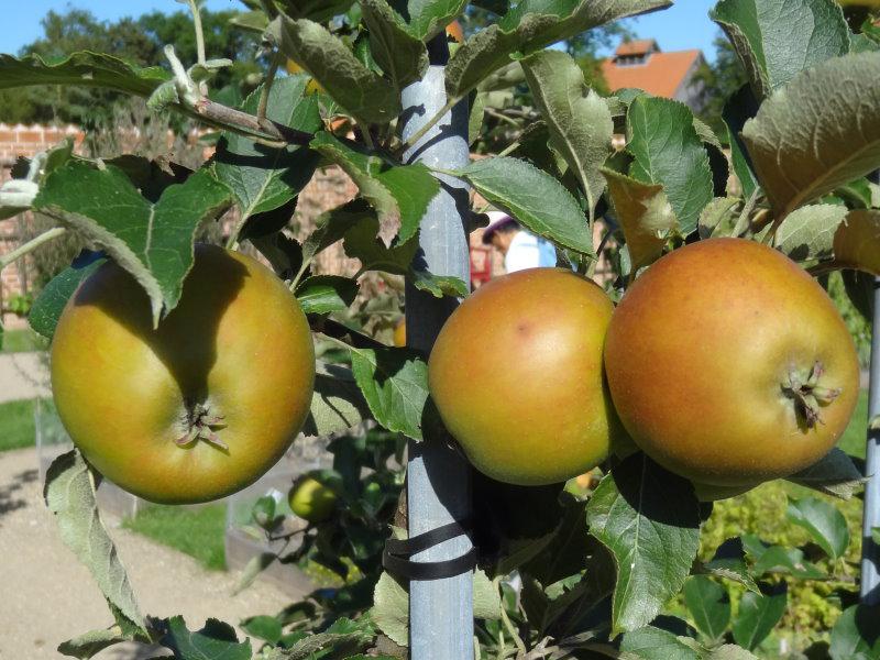 Der Holsteiner Cox ist ein Sämling des Cox Orange und daher eng mit ihm verwandt.