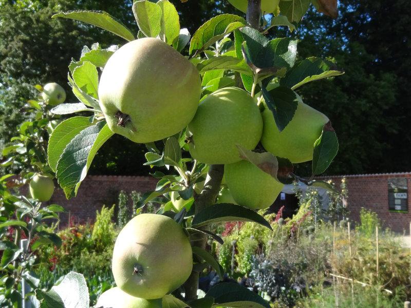 Die erste Rotfärbung ist zu erkennen - der Apfel Gloster 69