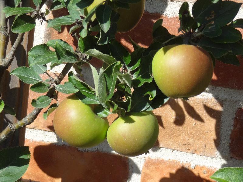 Rote Zeichnung der Goldparmäne