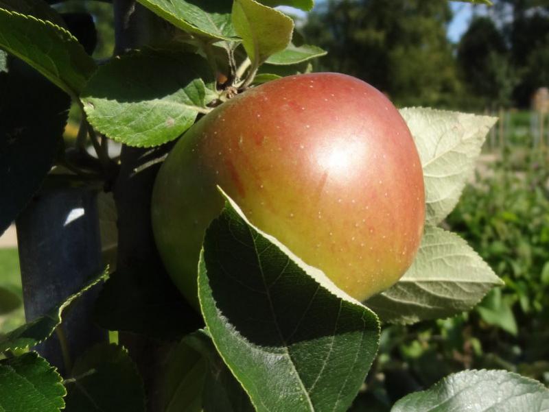 Die Äpfel der Goldparmäne reifen im September.