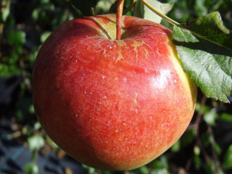 Einzelfrucht vom Apfel Reanda