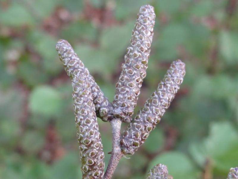 Noch geschlossene Blütenkätzchen von Alnus viridis