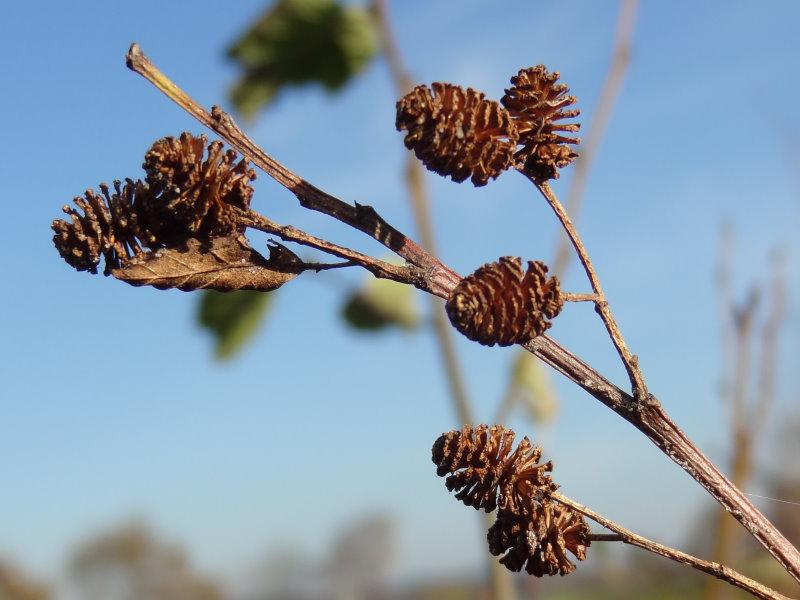 Die Fruchtstände aus dem vergangenem Jahr von Alnus viridis