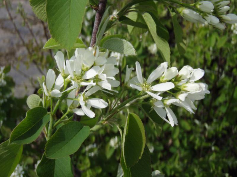 Baumschule Eggert Blutenstraucher Baumschulen Heckenpflanzen Saskatoon Beere Saskatoon Amelanchier Alnifolia In Unserem Online Shop Gunstig Bestellen